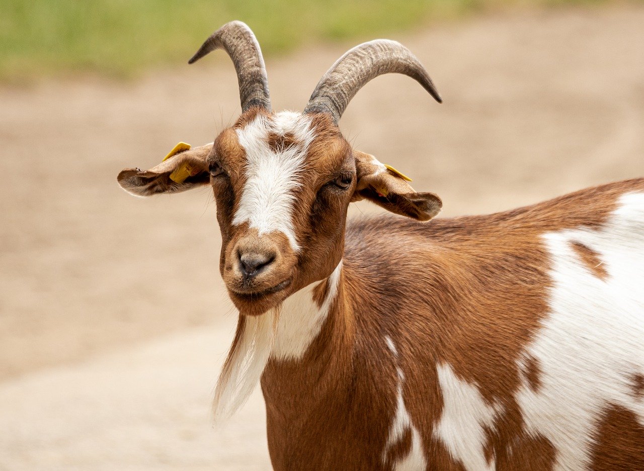 an example goat